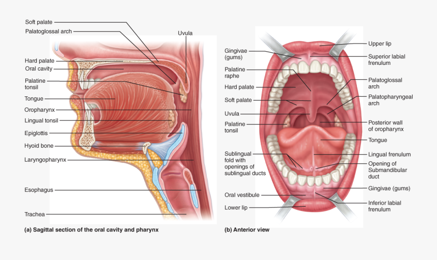 Openings Of Submandibular Ducts, Transparent Clipart