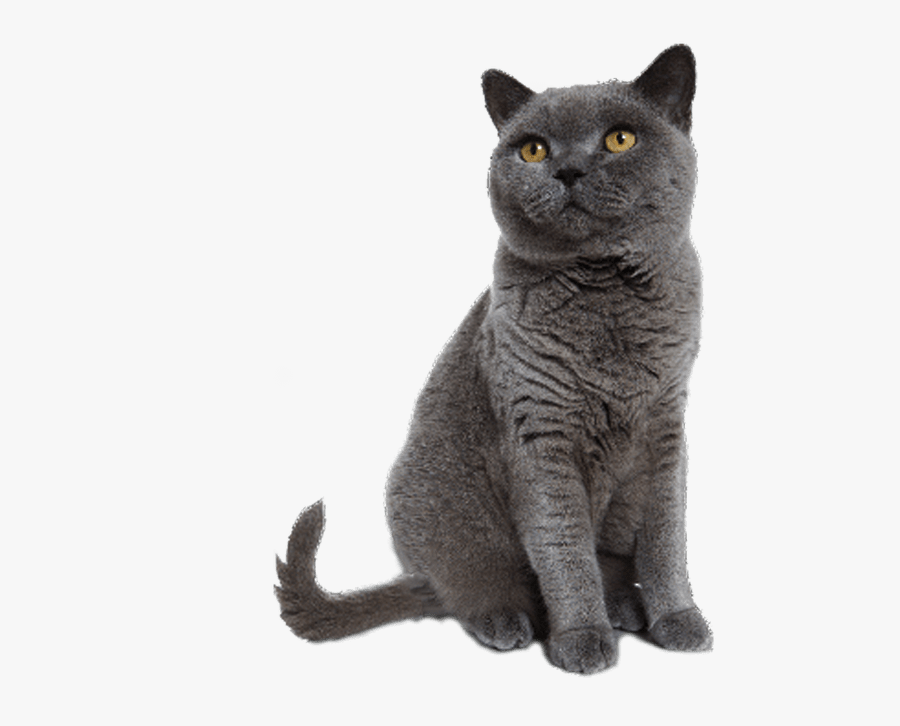 Transparent Dog Grooming Clipart - Cat Sitting Transparent Background, Transparent Clipart