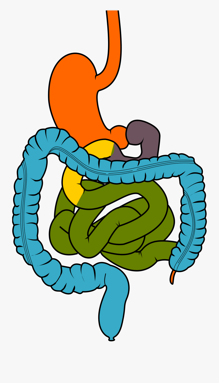 Transparent Digestive System Clipart, Transparent Clipart