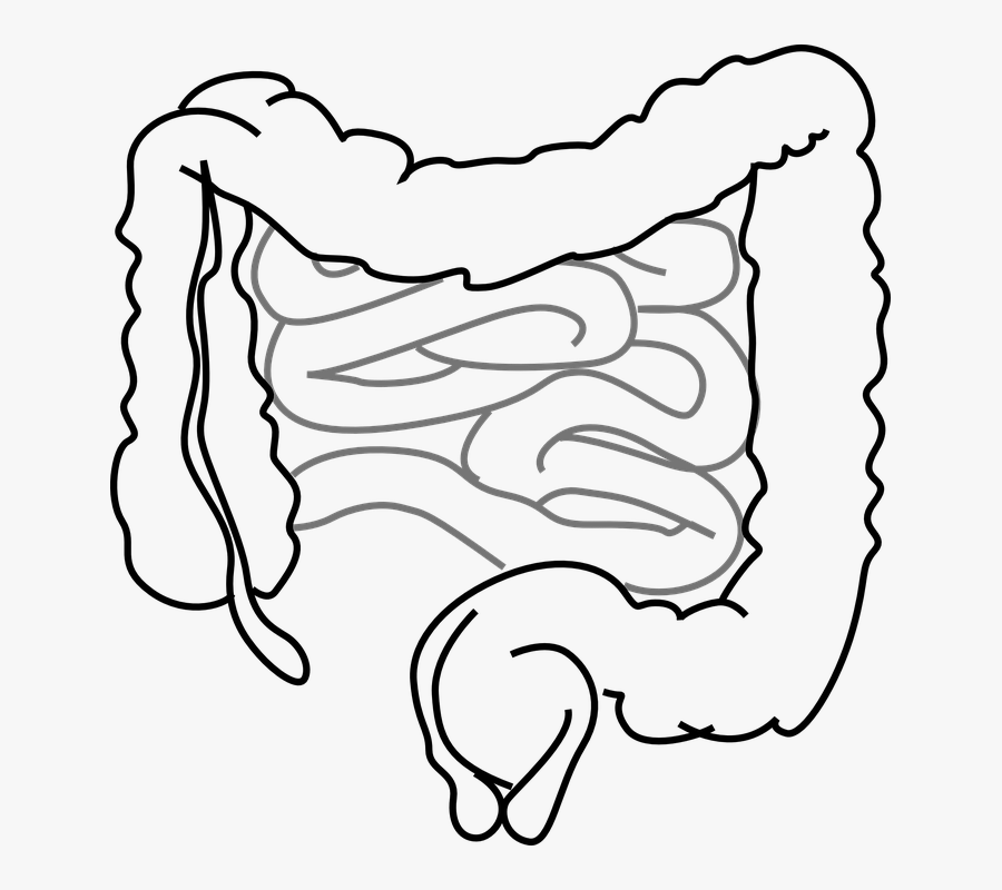 Intestines Clipart, Transparent Clipart