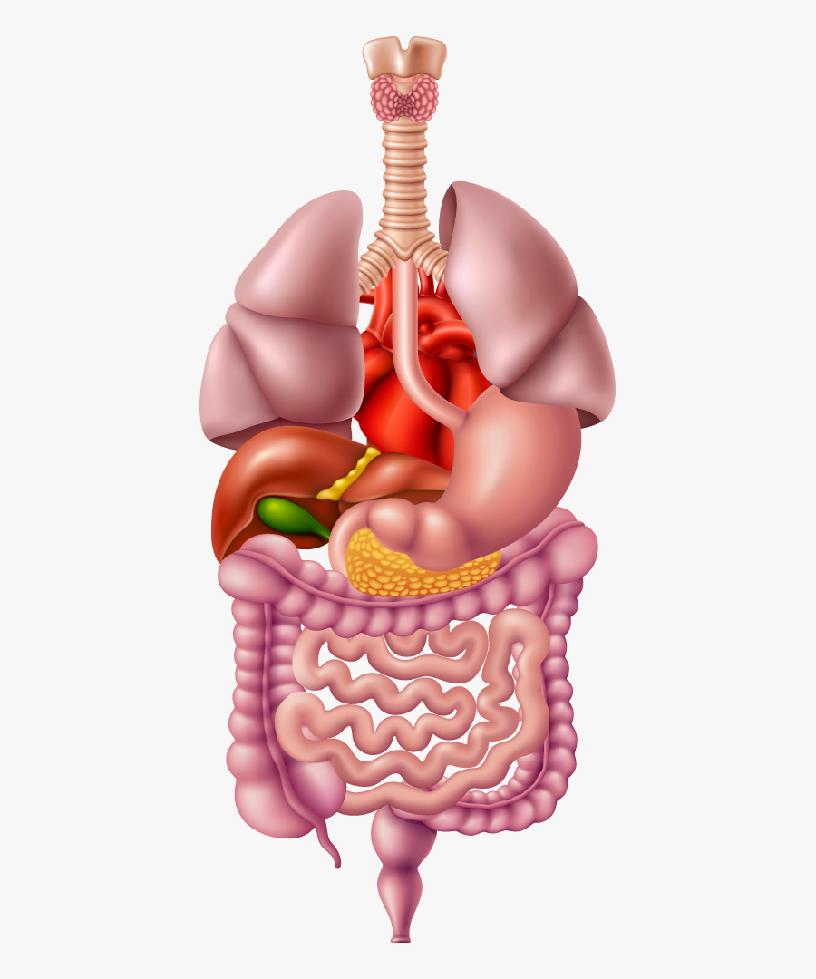 Illustrated Image Representing The Human Digestive - Digestive System Png, Transparent Clipart