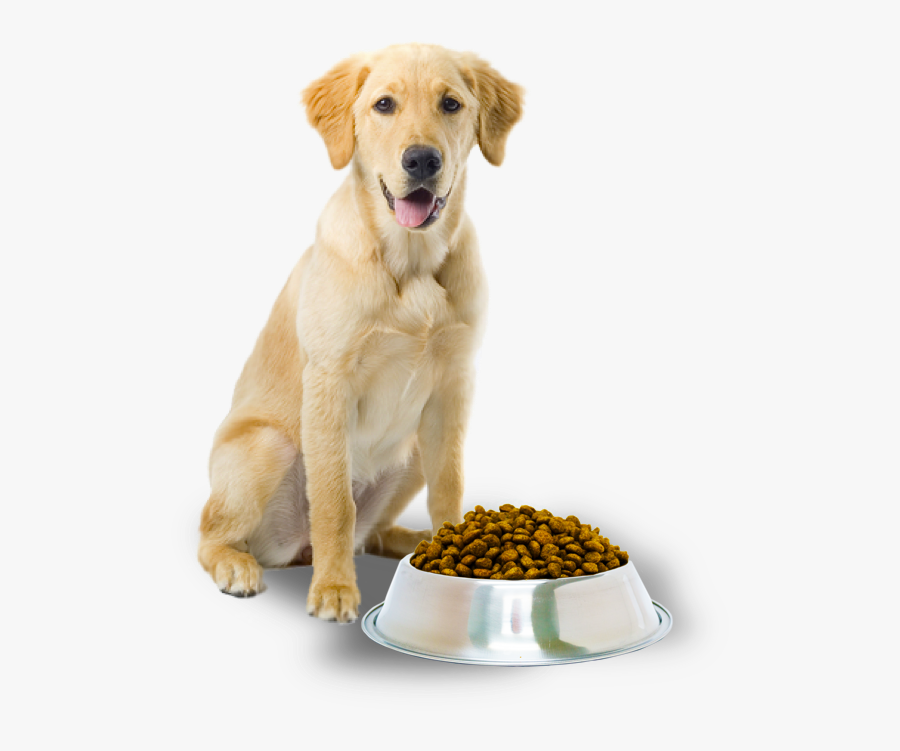 Food Pet Grooming Dog Cat Free Clipart Hq Clipart - Pet Collar Post Surgery, Transparent Clipart
