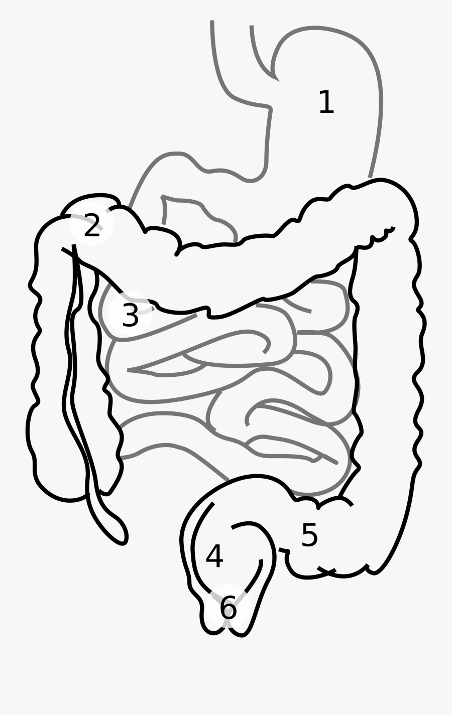 Transparent Diarrhea Clipart - Small Intestine Blank Diagram, Transparent Clipart