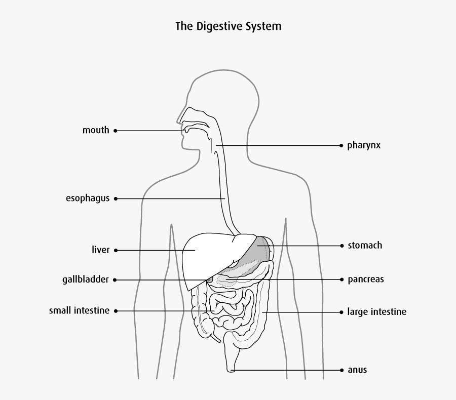 Clipart Stock Intestines Drawing Digestive System - Anatomy And Physiology Colon, Transparent Clipart