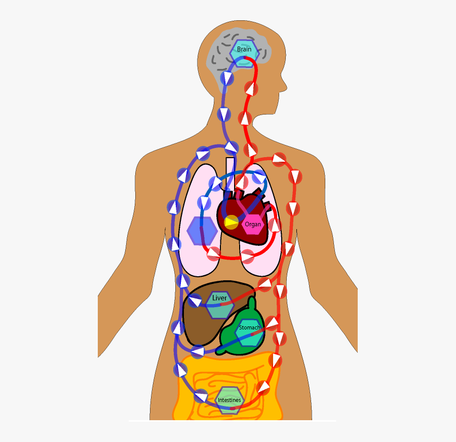 Transparent Circulatory System Png Body Systems Board Games , Free