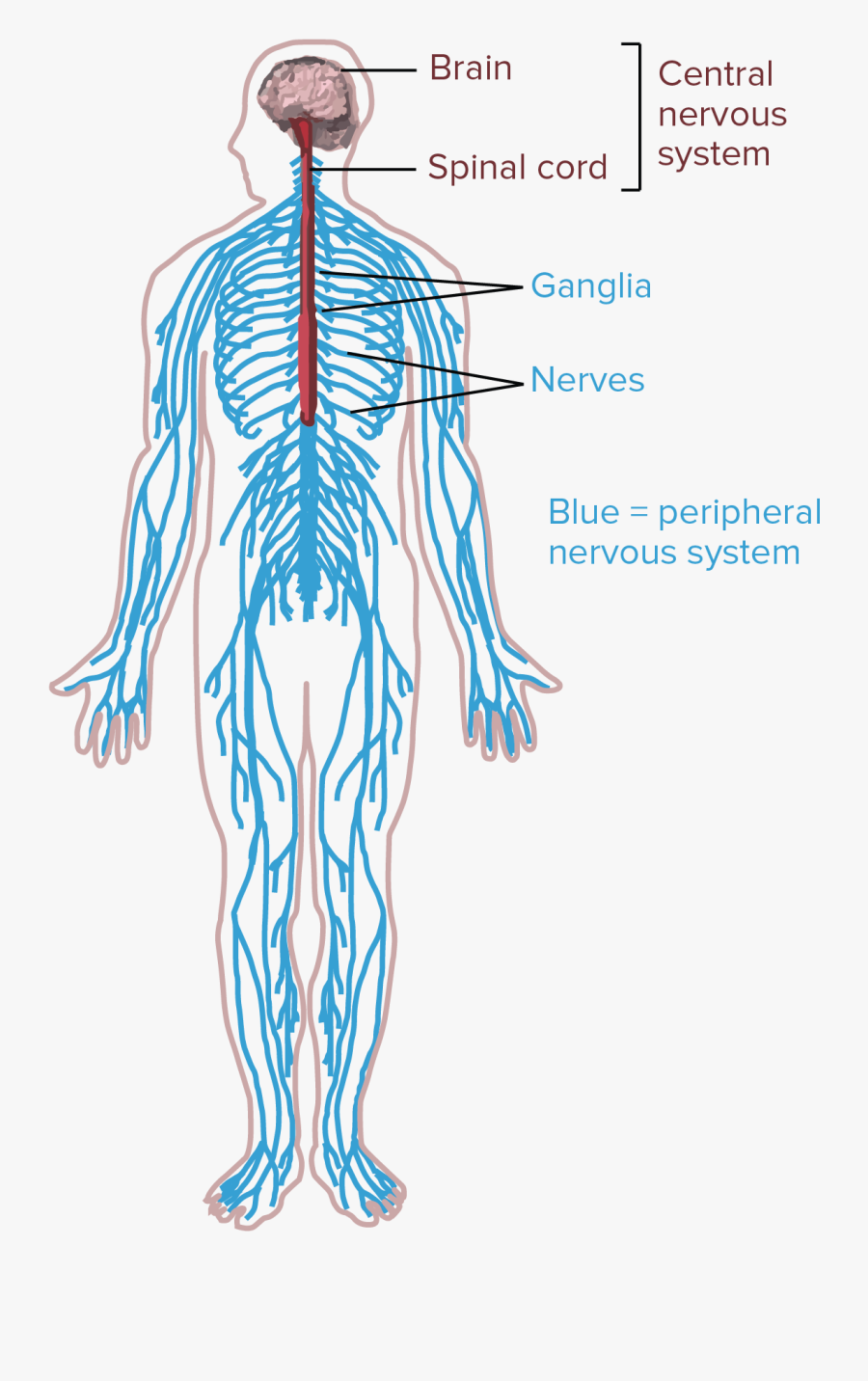 Overview Of Neuron Structure And Function Khan Academy - Drawing Of The Nervous System, Transparent Clipart