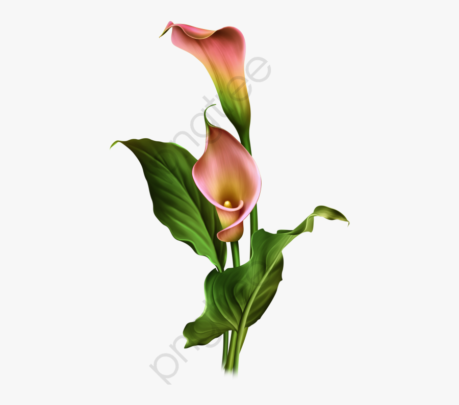 Lilies Clipart Calla Lily - Calla Lily Flower Png, Transparent Clipart