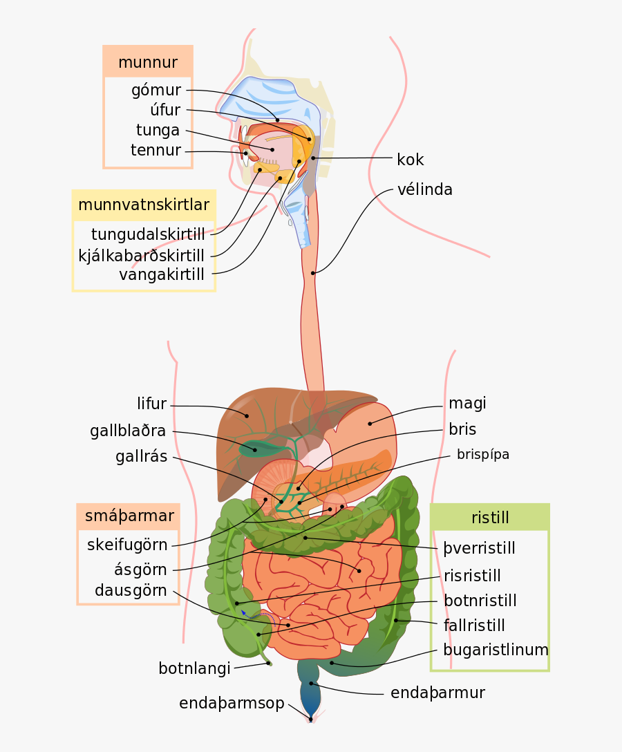 Digestive System Diagram Is - Physiology Of Digestive System, Transparent Clipart