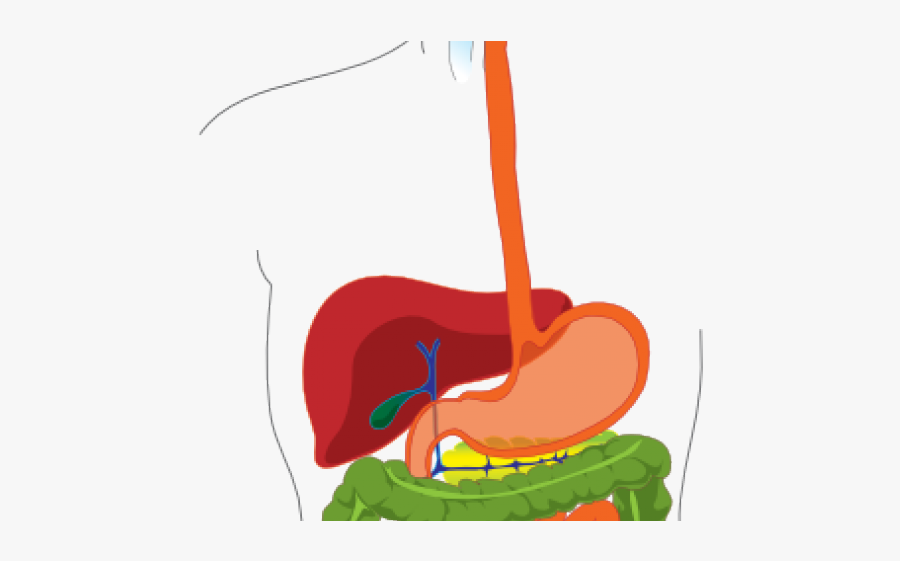 Digestive System Diagram, Transparent Clipart