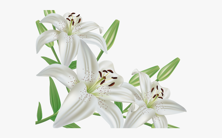 White Easter Lily Clip Art, Transparent Clipart