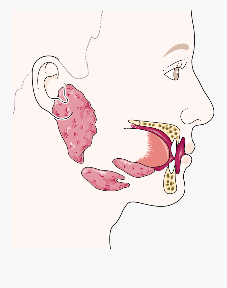 Glandes Salivaires Mouth Salivary Glands Clipart , Free Transparent