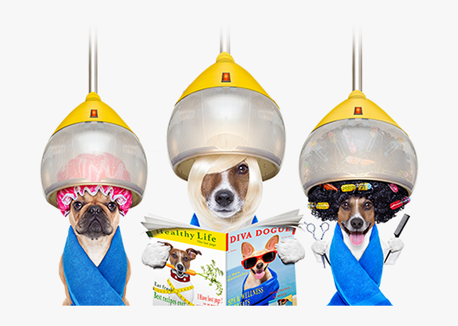 Check Out Our Range Of Dog Grooming Treatments - Dog Grooming, Transparent Clipart