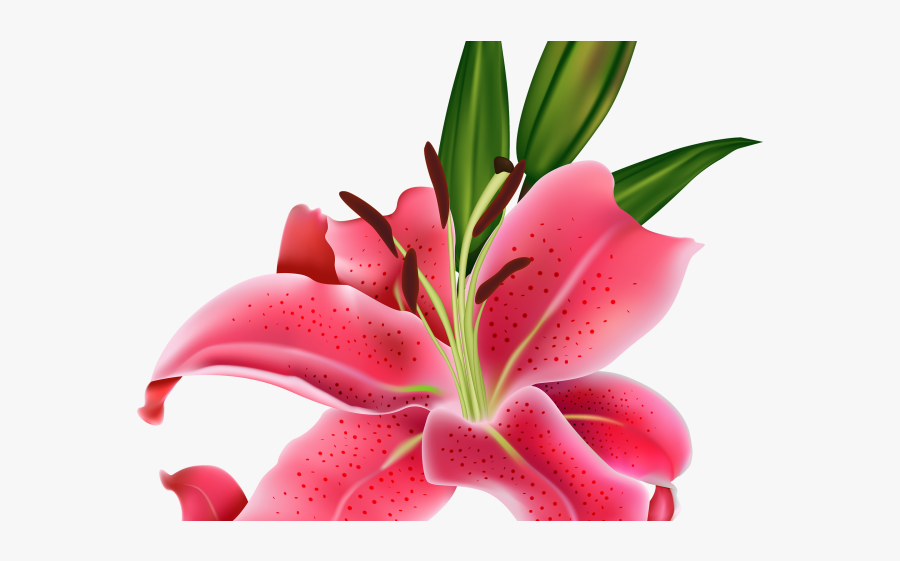 Clipart Tiger Lily Transparent Background, Transparent Clipart