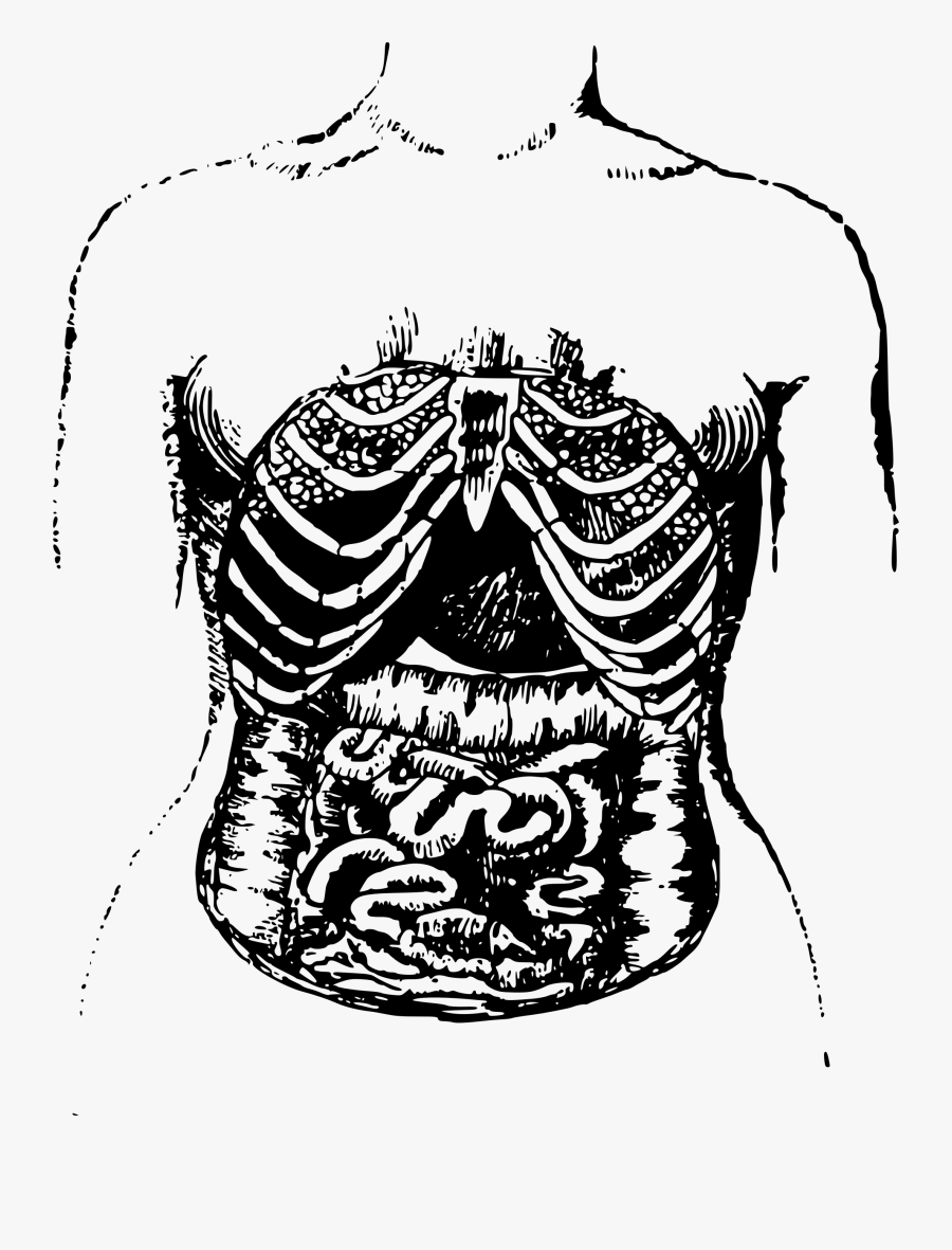 Clipart - Intestines Drawing - Drawing Guts And Intestines, Transparent Clipart