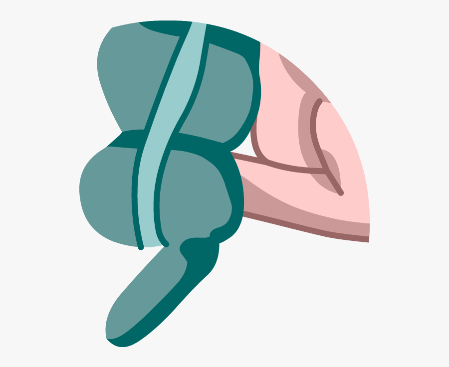 Brainpop Appendix, Transparent Clipart