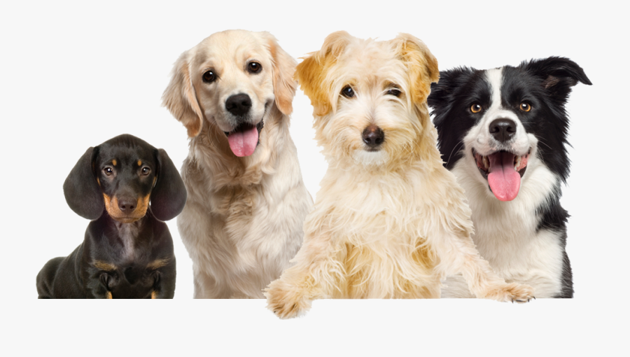 Labrador Pet Dog Food Grooming Puppy Dogs Clipart - Group Of Dogs Png, Transparent Clipart
