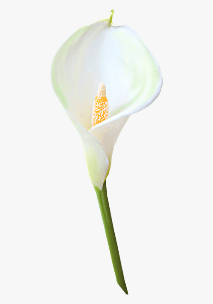 Clip Art Transparent Lily Flower Clipart - Calla Lily Flower Clipart, Transparent Clipart