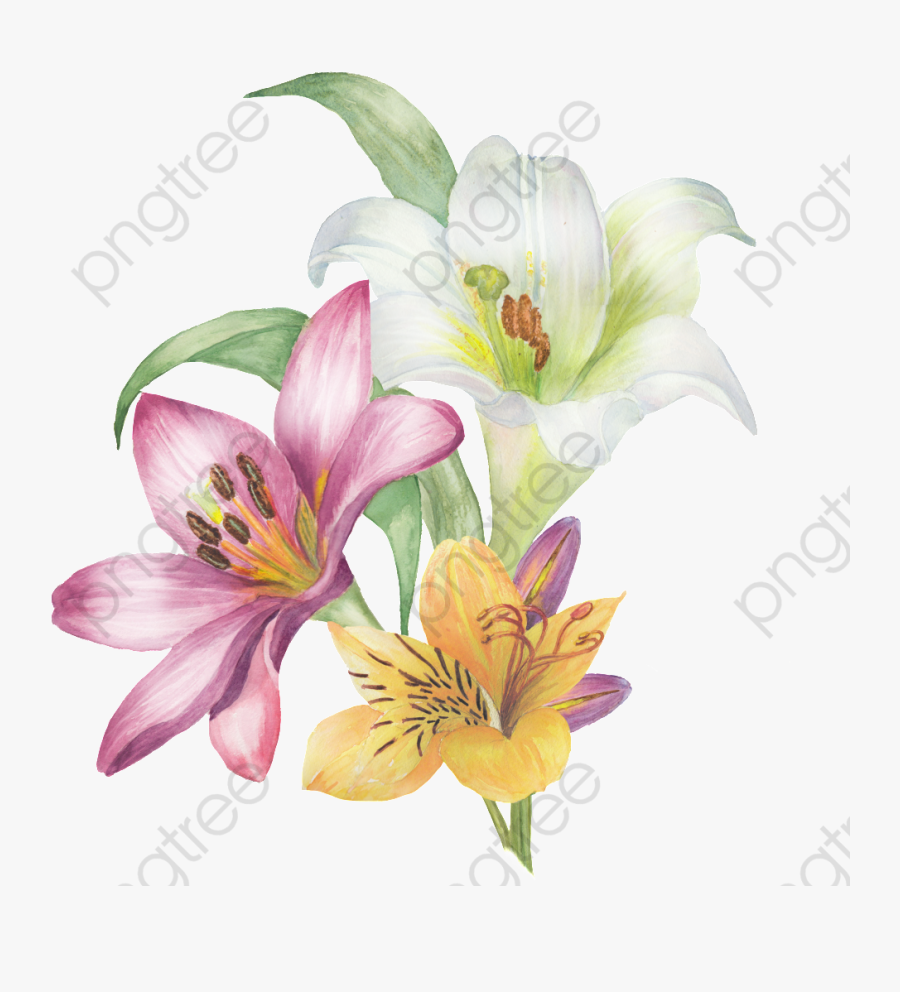 Lilies Clipart Colorful - Lily, Transparent Clipart