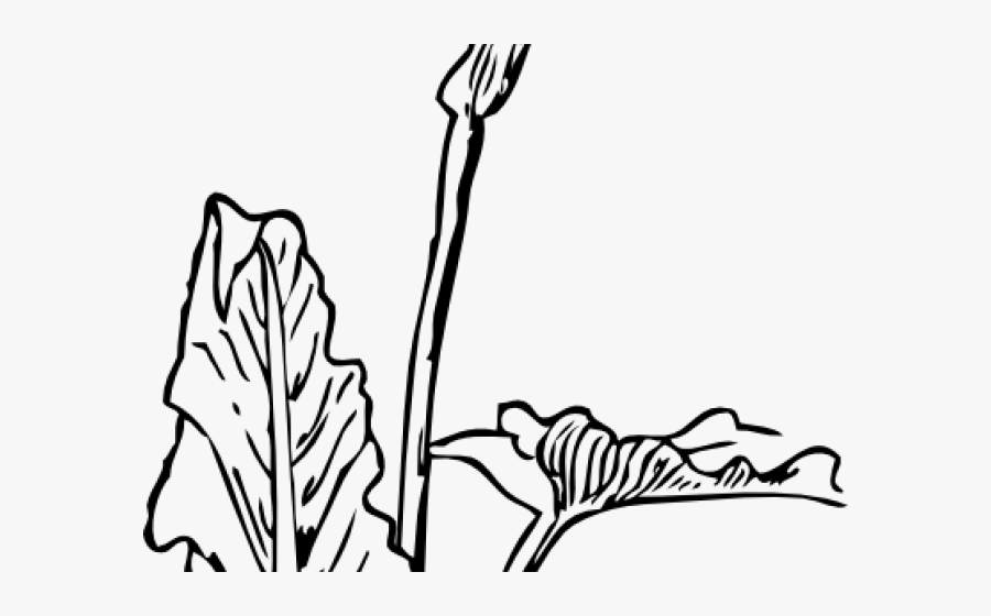 Transparent Calla Lilies Clipart - Art Nouveau Transparent Vector, Transparent Clipart