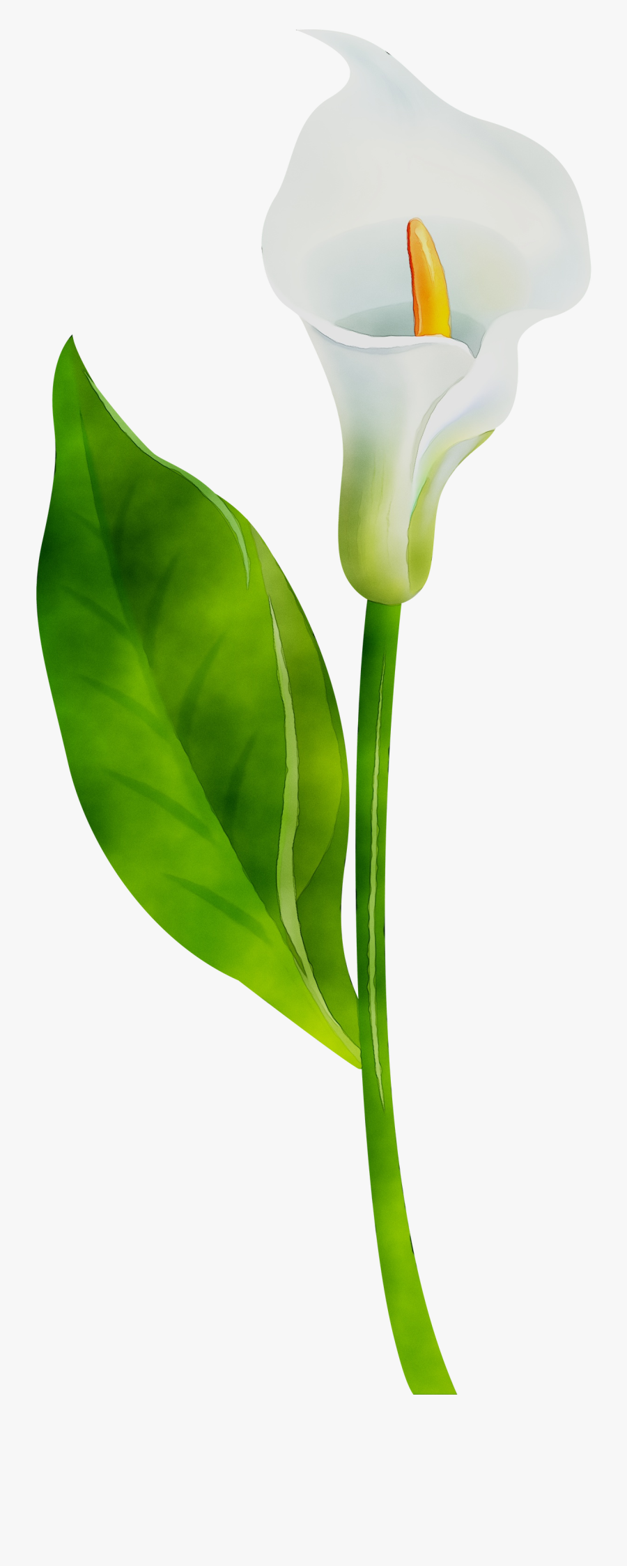 Arum Lilies Plant Stem Cut Flowers Leaf Product Design - Hoa Loa Kèn Png, Transparent Clipart