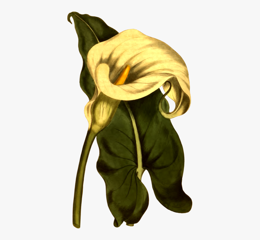 Plant,flower,art - Illustration, Transparent Clipart