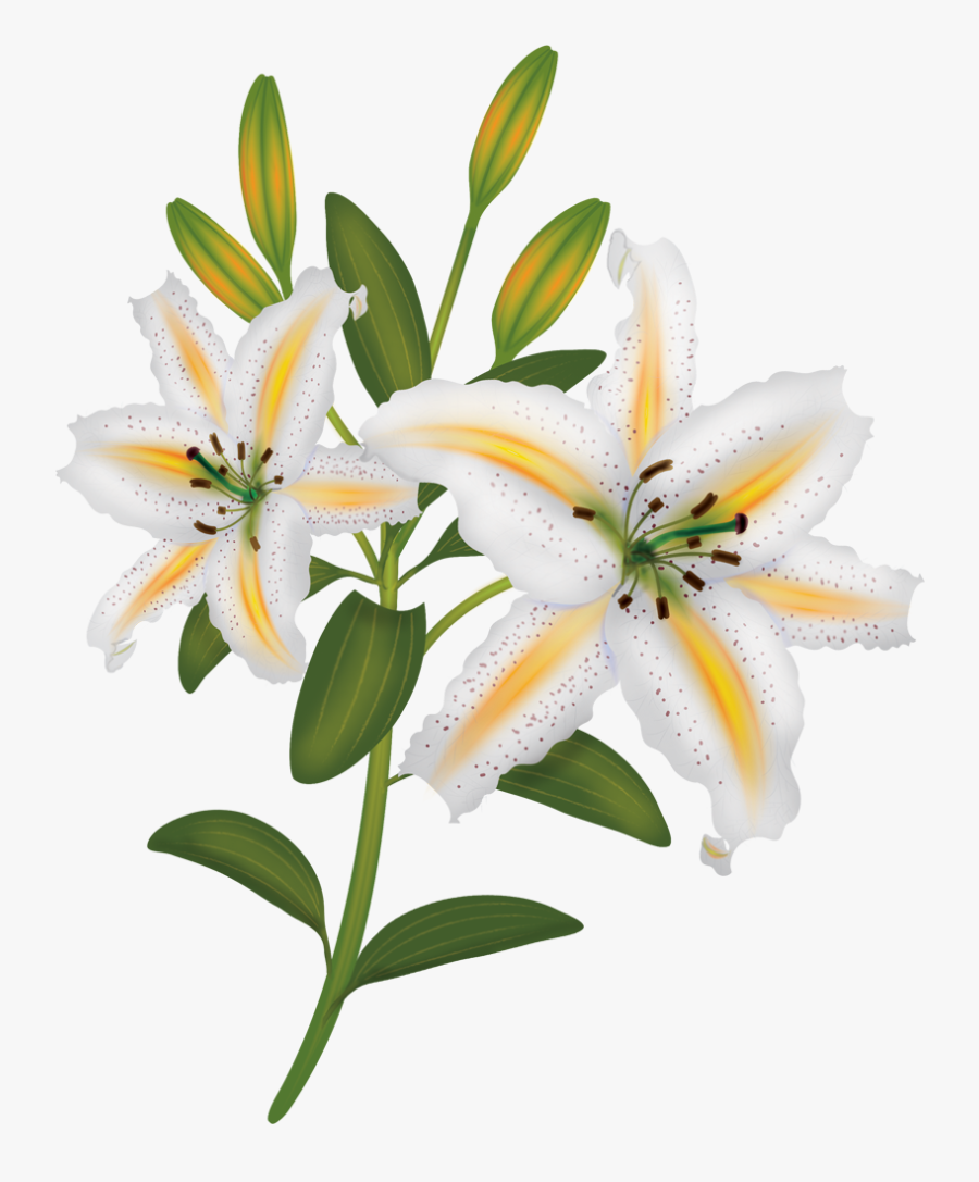 Eggplant Clipart Printable - Lilies Painting Transparent, Transparent Clipart