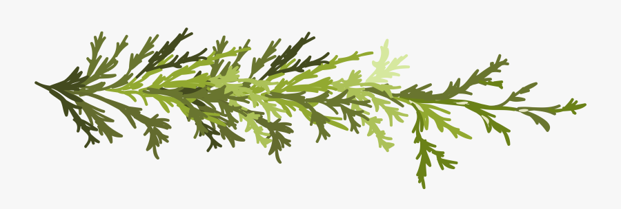 Clipart Leaf Twig - Twig Clipart Transparent, Transparent Clipart