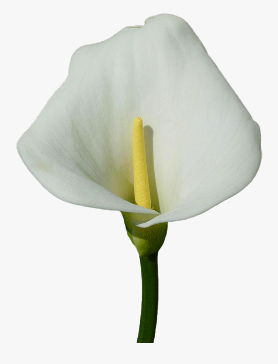 Large Calla Lily Png Clipart - White Calla Lily Png, Transparent Clipart