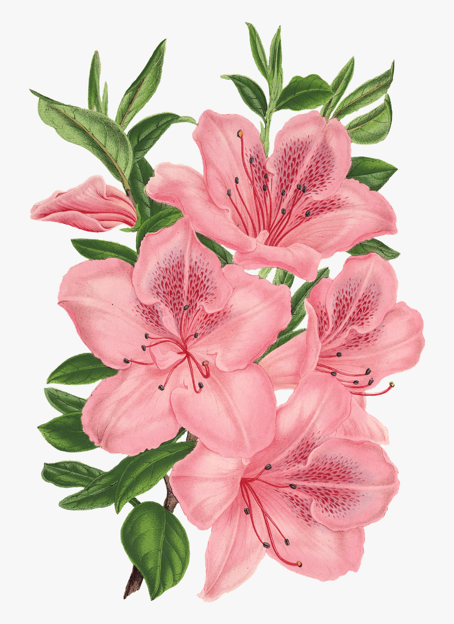 Lily Clipart Flower Bunch - Drawing Bunch Of Flowers, Transparent Clipart