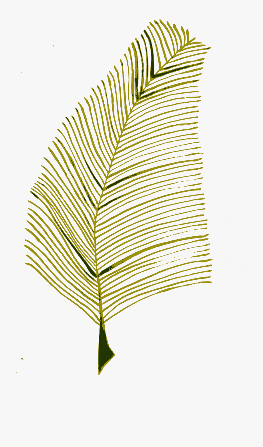 Roystonea, Transparent Clipart