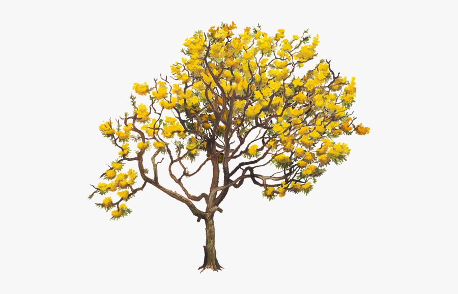 Aurea Tabebuia Tree Yellow Chrysantha Twig Clipart - Tabebuia Png, Transparent Clipart