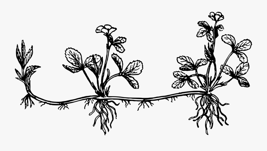 Art,monochrome Photography,twig - Stolon Drawing, Transparent Clipart