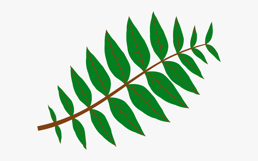 Branch Leaves, Plant, Green, Nature, Twig, Branch - Leaves Clipart, Transparent Clipart