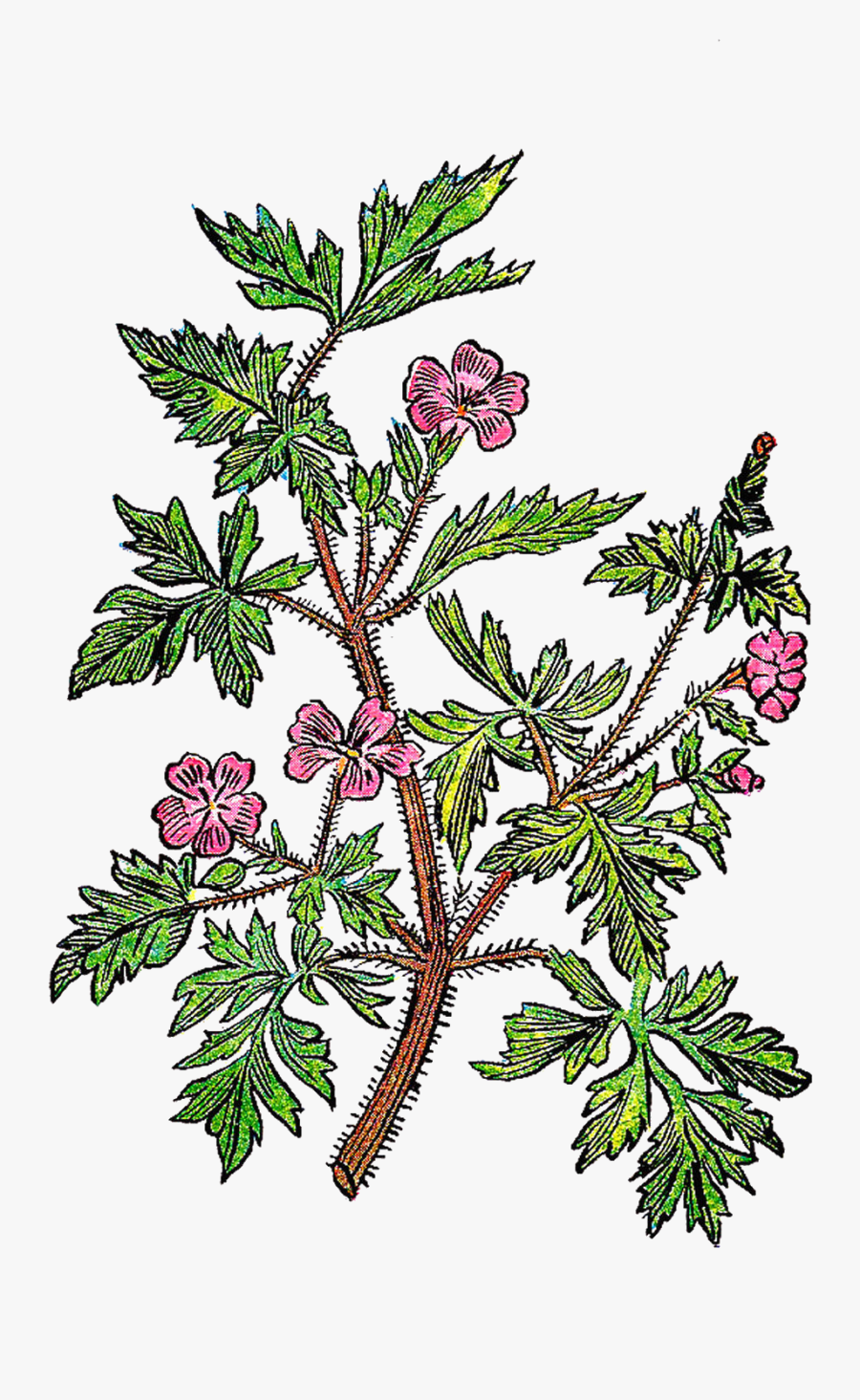 Twig Plant Stem Leaf Tree Botanical Illustration - Plant Illustration, Transparent Clipart