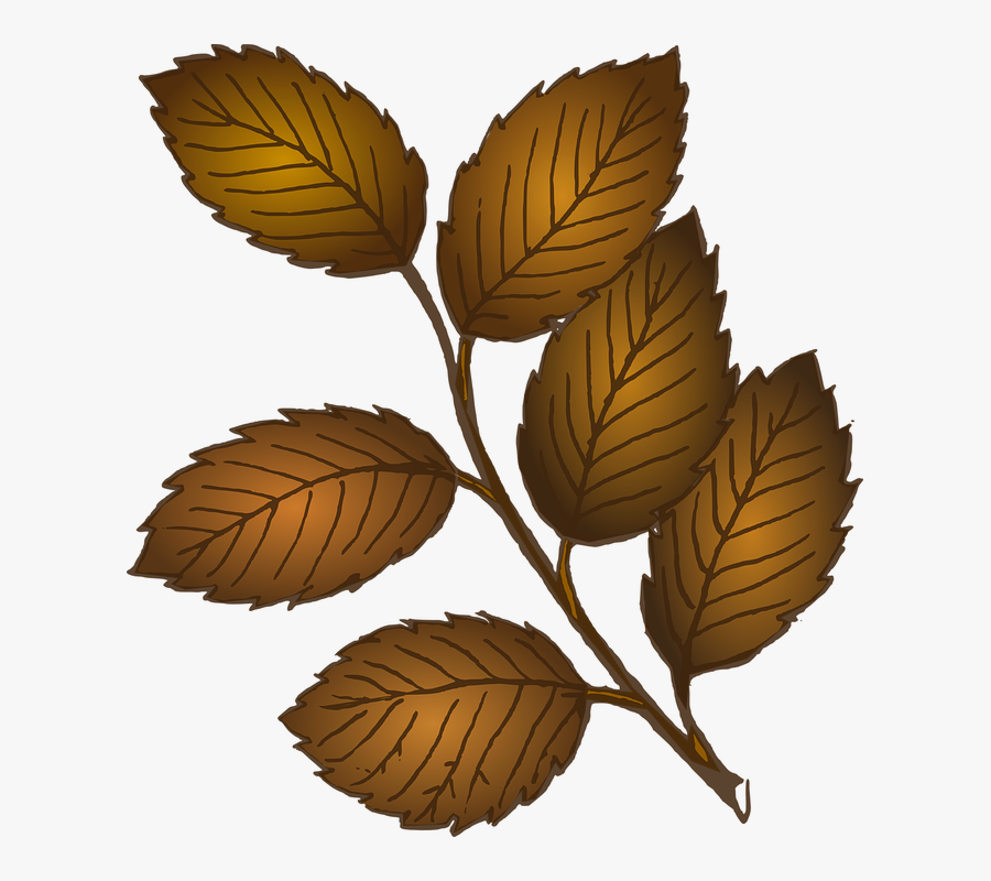 Leaves, Fall, Branch, Autumn, Twig, Brown, Beech - Brown Leaves Clipart, Transparent Clipart