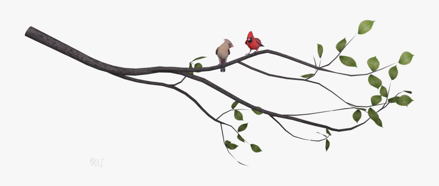 Transparent Cardinal On Branch Clipart - Cardinal, Transparent Clipart