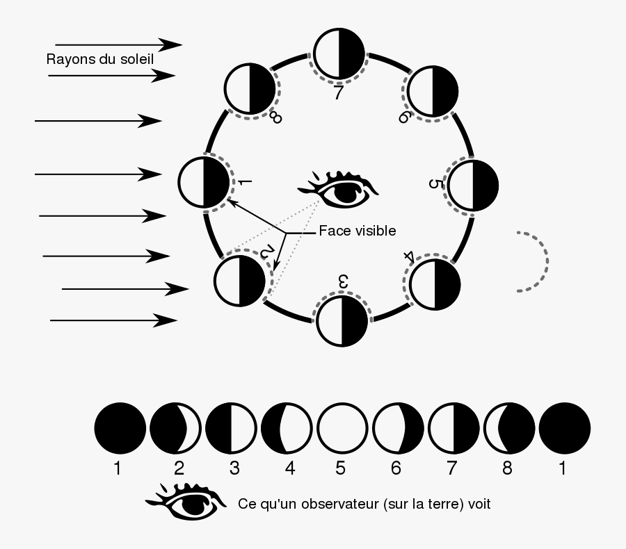 Les Phases De La Lune - Moon Phases Simple Outline, Transparent Clipart