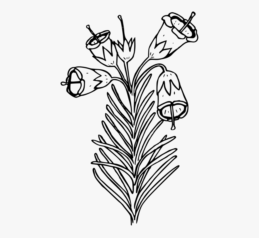 Symmetry,monochrome Photography,twig - Heather Flower Line Drawing, Transparent Clipart