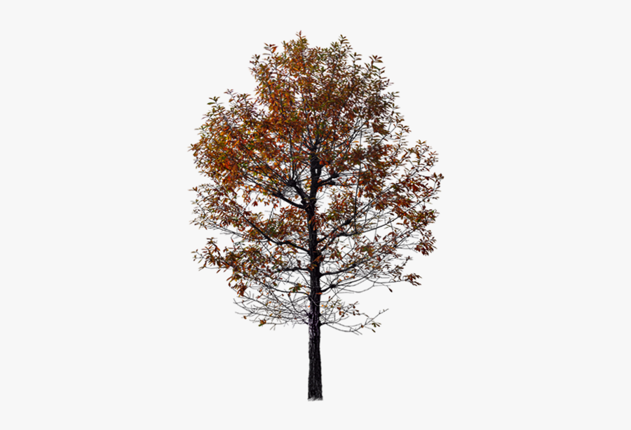 Autumn Twig Tree Red Free Download Image - Autumn Tree Png, Transparent Clipart