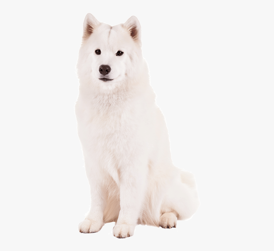 Canadian Eskimo Dog - Greenland Dog, Transparent Clipart
