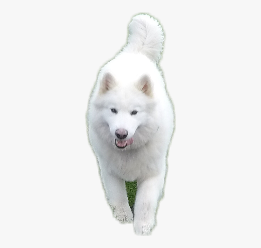 Wolf Dog Freetoedit - Dog Yawns, Transparent Clipart