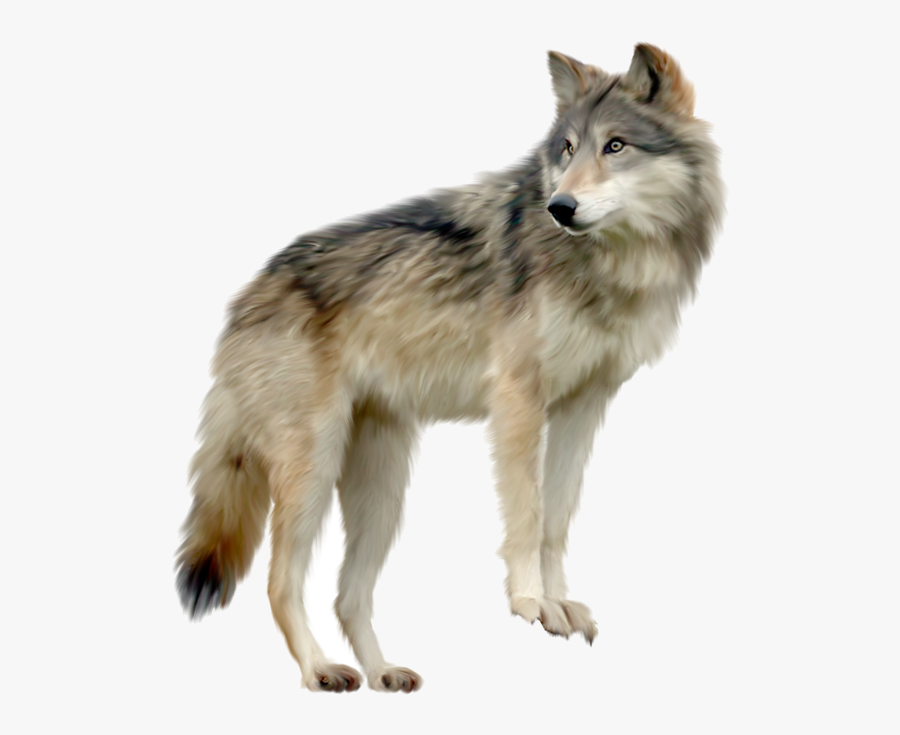 Wolf Clipart Gallery High-quality Images And Transparent - Wolf Png, Transparent Clipart