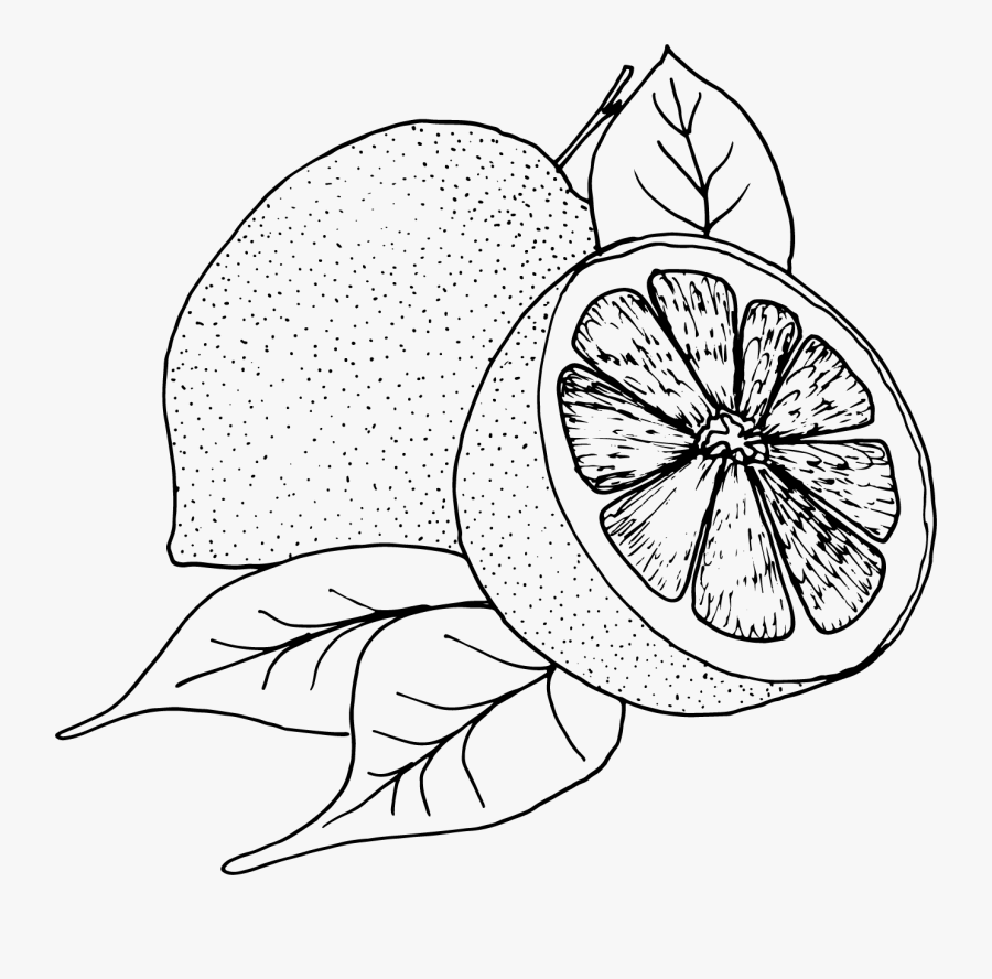 Transparent Lemon Slices Clipart Citrus Black And White , Free