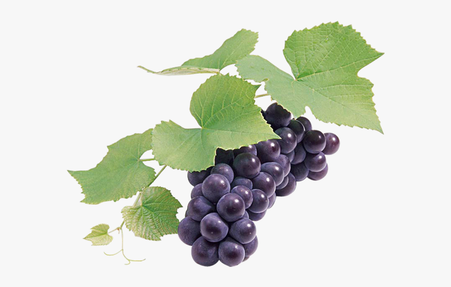 Grape Seed Extract Wine Grapefruit - Transparent Background Black Grape Png, Transparent Clipart