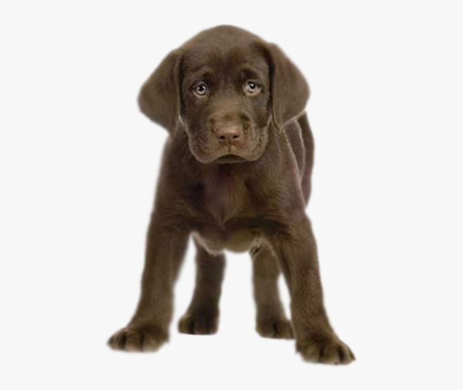 Cute Puppy Png - Chocolate Lab Puppy Png, Transparent Clipart