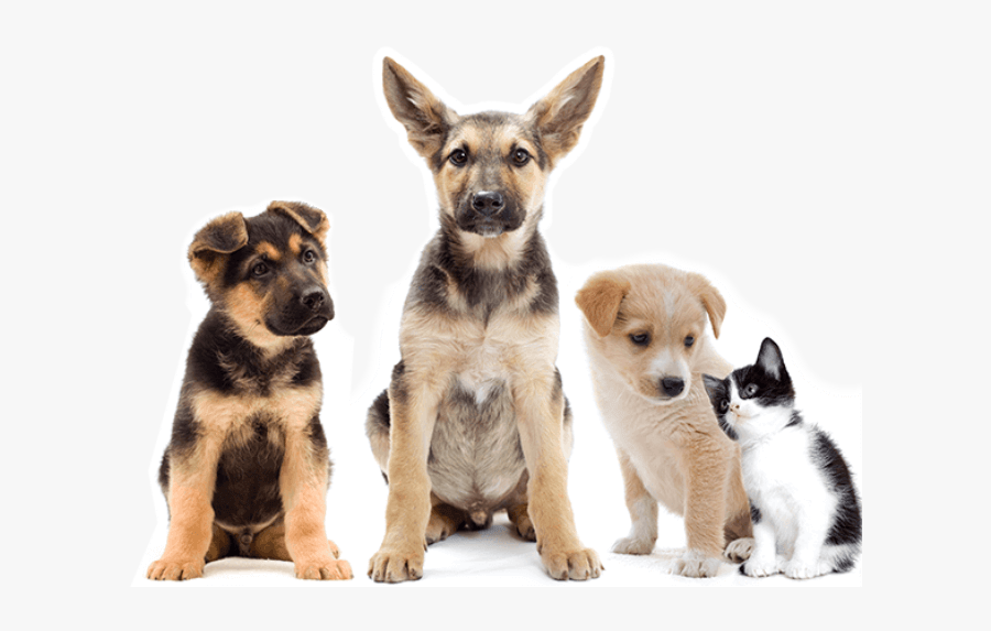 Transparent Puppy And Kitten Clipart - Cat Dog Puppy Png, Transparent Clipart