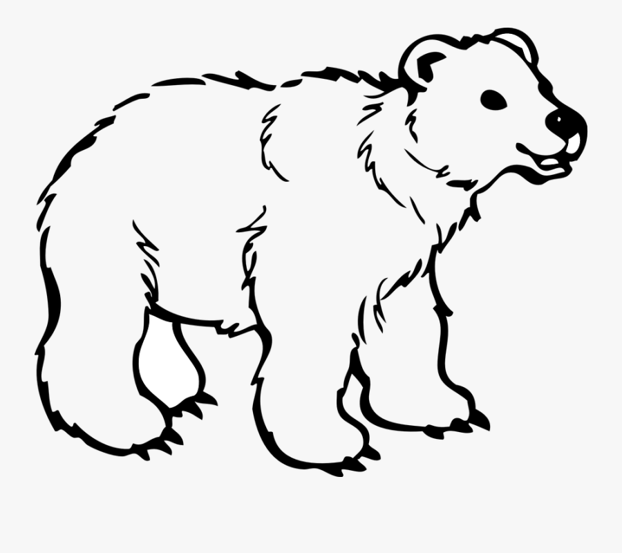 Bear, Cub, Animal, Fur, Polar, Baby, Wildlife, Wild - Outline Of Wild Animals, Transparent Clipart
