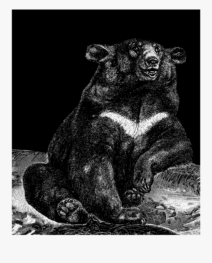 Marmot, Transparent Clipart