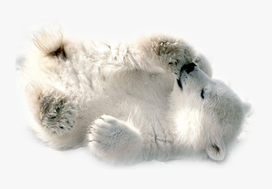 Baby Polar Bear Transparent, Transparent Clipart