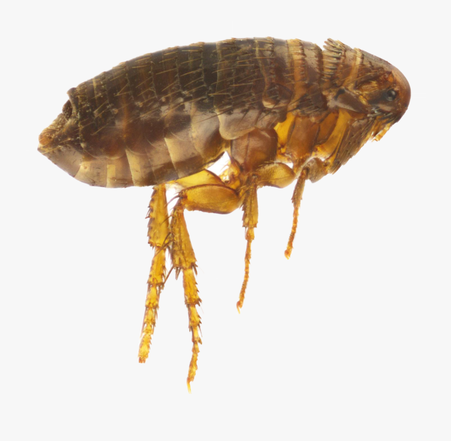 Flea Png - Water Flea White Background, Transparent Clipart